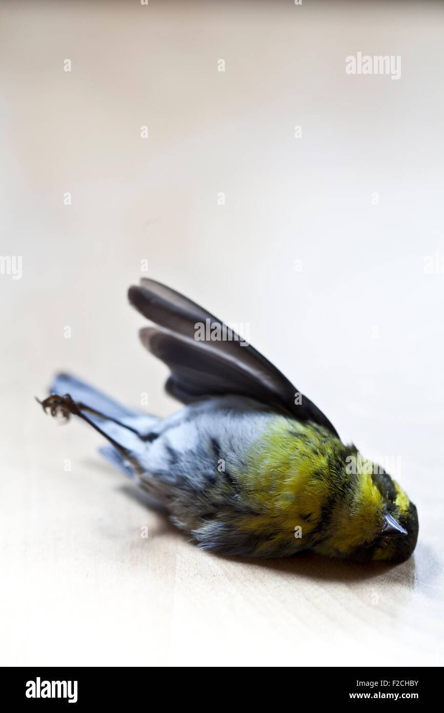 La paruline de Townsend morts sur fond de bois clair Banque D'Images