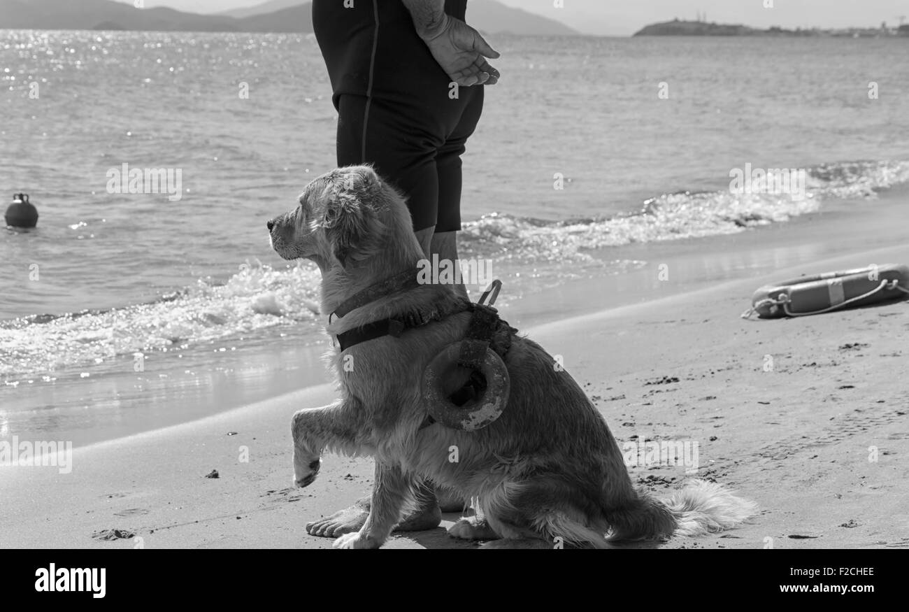 Chien de sauvetage attend des instructions de l'animateur sur la plage Banque D'Images