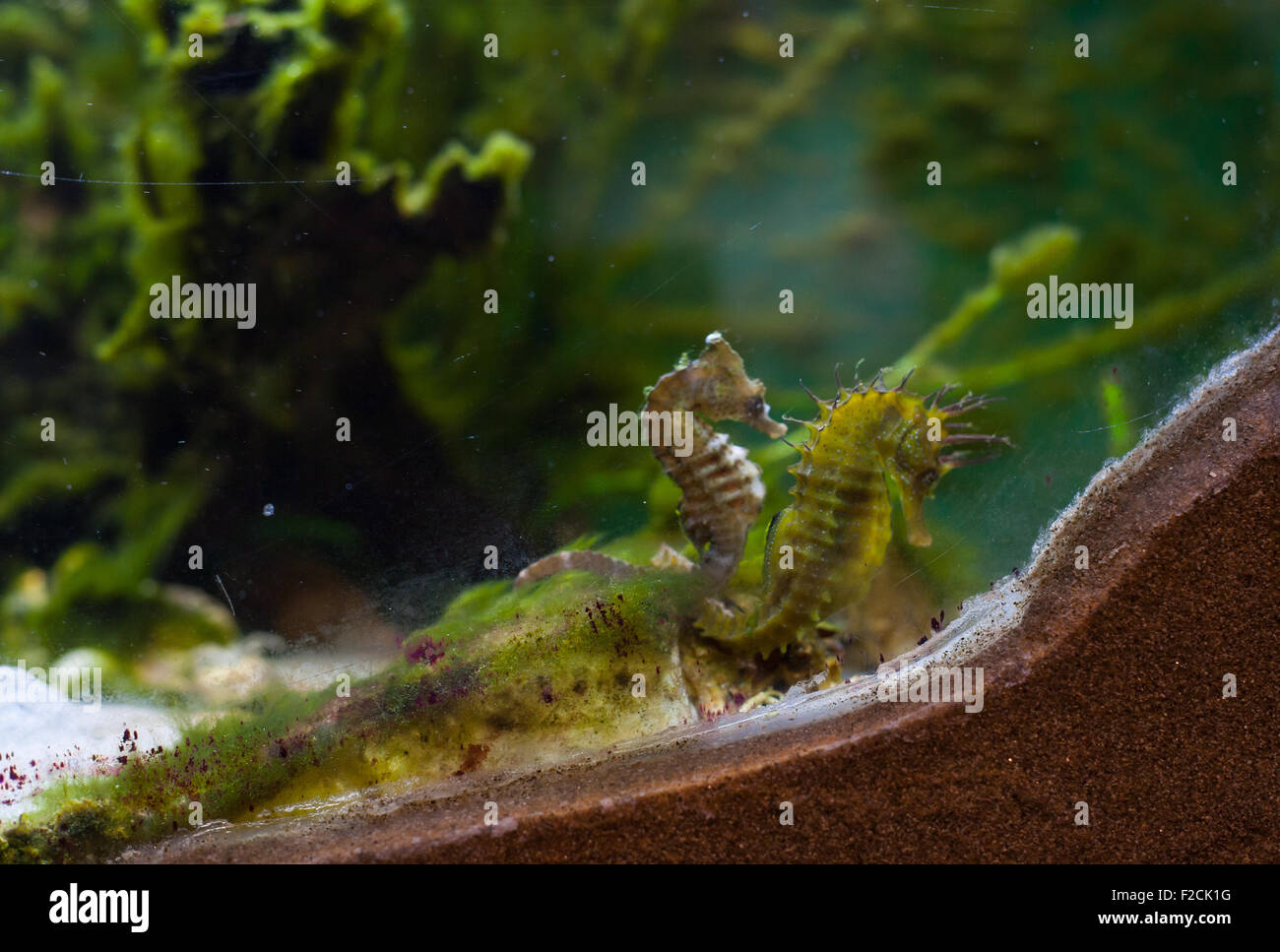Close up d'hippocampes dans l'aquarium Banque D'Images