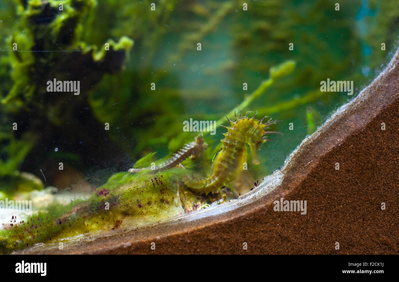 Close up d'hippocampes dans l'aquarium Banque D'Images