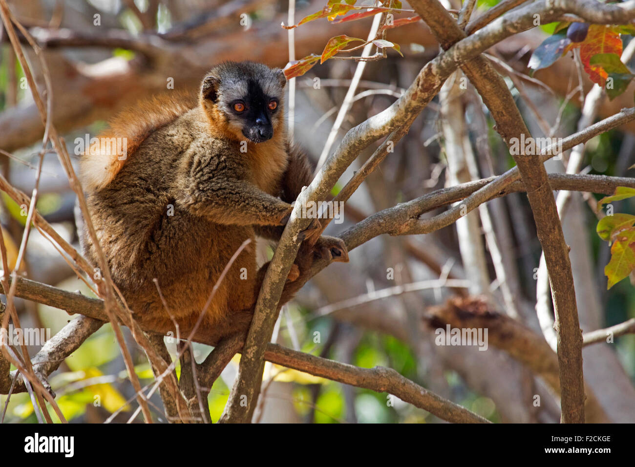 À la façade rouge du sud lémurien brun (Eulemur rufifrons) dans près de Parc National d'Isalo Ranohira Ihosy, Ihorombe,, Madagascar, Afrique Banque D'Images