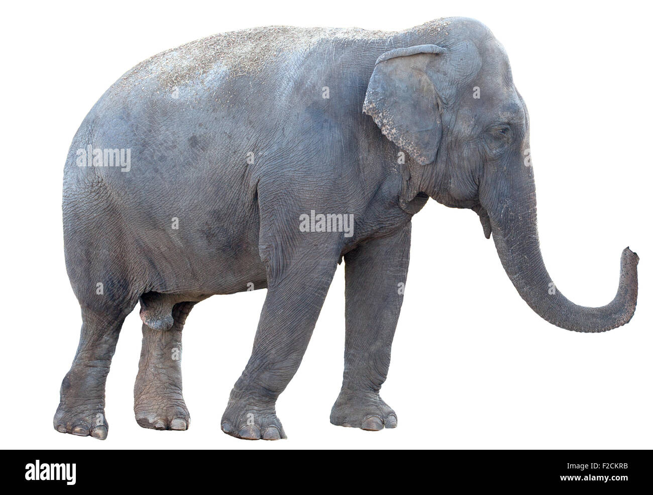 Elephant isolé sur fond blanc Banque D'Images