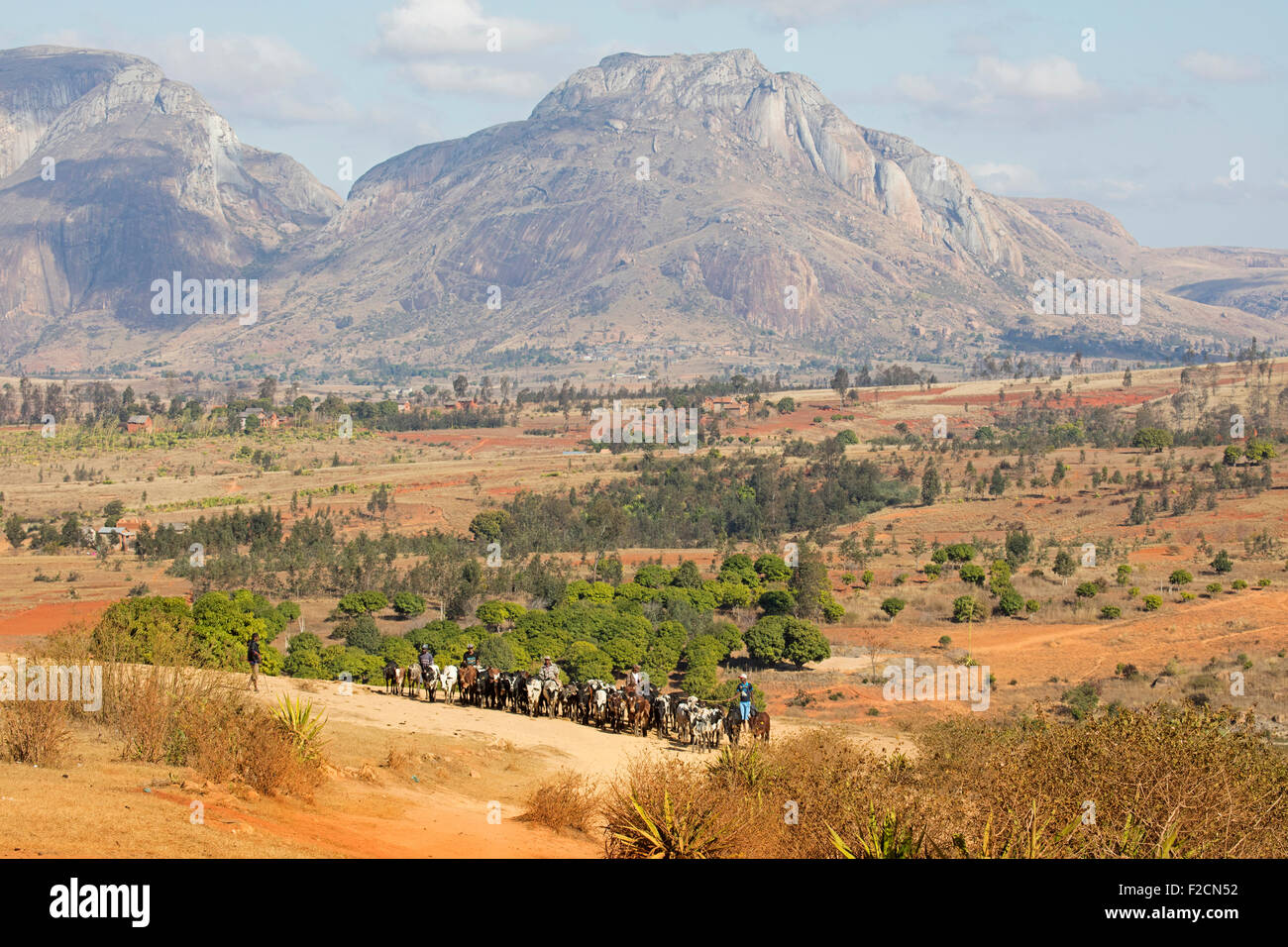 Des éleveurs de bétail malgache / éleveurs de montagnes centrales sur leur façon de marché de zébus à Ambalavao, Haute Matsiatra, Madagascar Banque D'Images