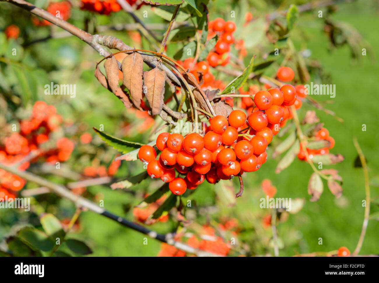 Sorbus aucuparia. Les petits fruits d'un arbre Sorbier (Rowan Tree) au début de l'automne au Royaume-Uni. Banque D'Images