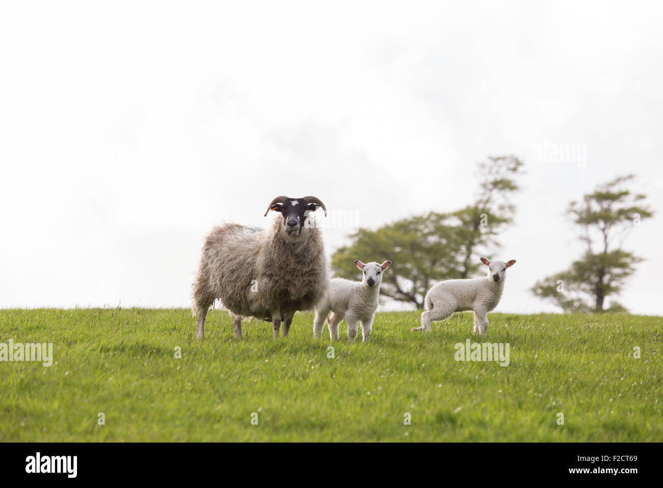 Moutons avec leurs petits dans la région de Dartmoor National Park Banque D'Images