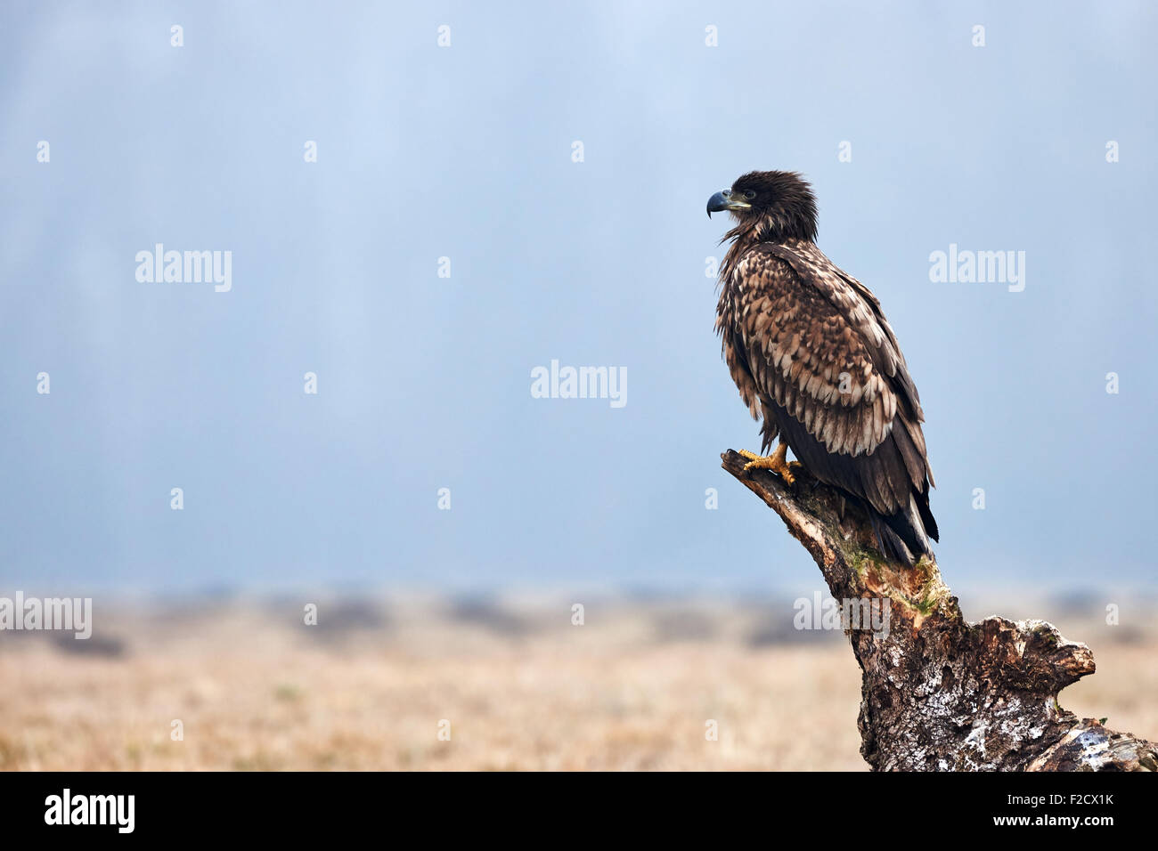Beau jeune pygargue à queue blanche posée sur un tronc d'arbre, photographiés de profil Banque D'Images