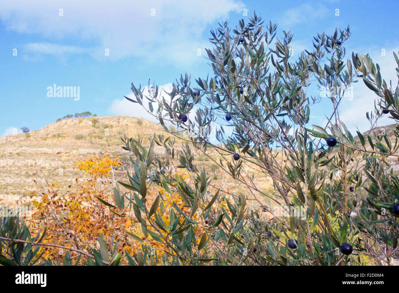 Les olives dans les branches dans la campagne de Sicile Banque D'Images