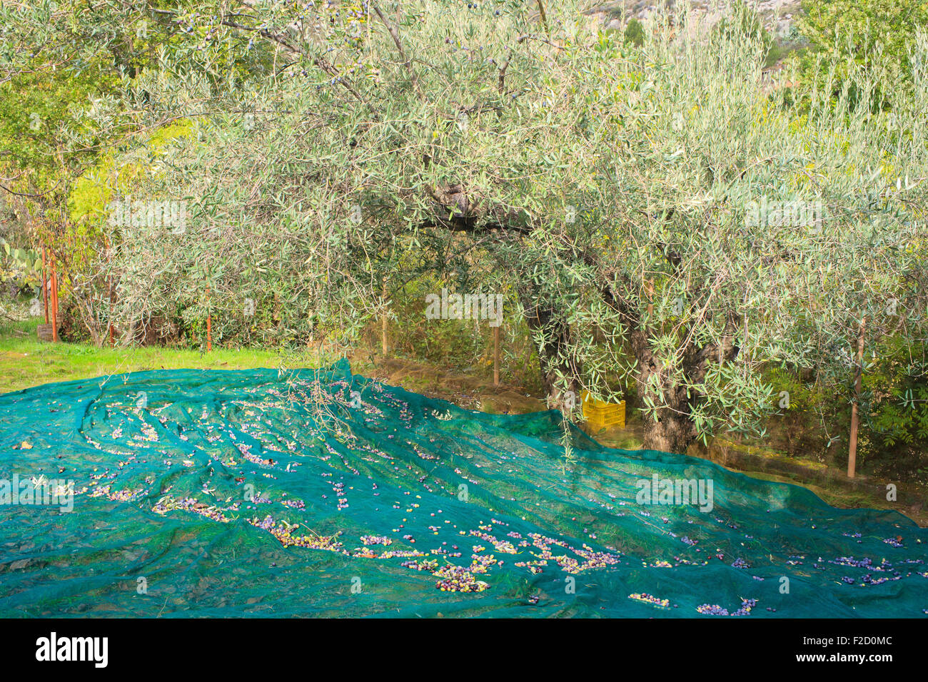 La récolte des olives de la campagne en Sicile Banque D'Images