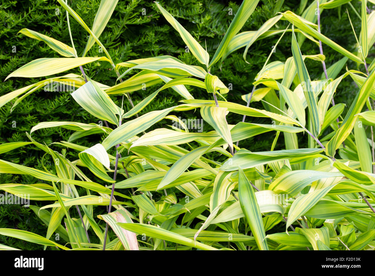Le feuillage persistant des petits non-invasive, naturellement,  Pleioblastus viridistriatus bambou panaché Photo Stock - Alamy
