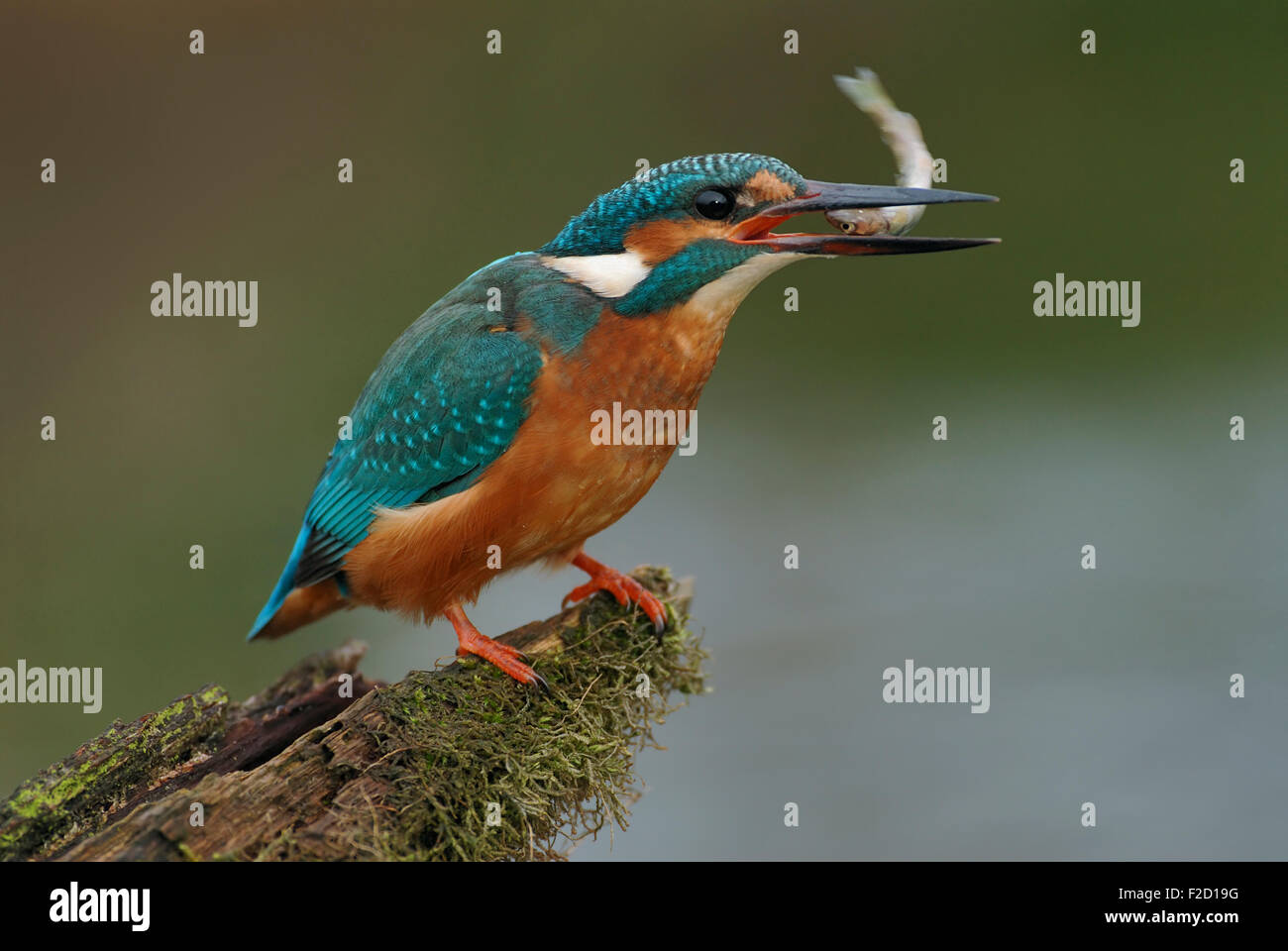 Kingfisher commun / Eisvogel ( Alcedo atthis ) avec proie, manger un poisson avec sa tête en premier, la faune, l'Europe. Banque D'Images