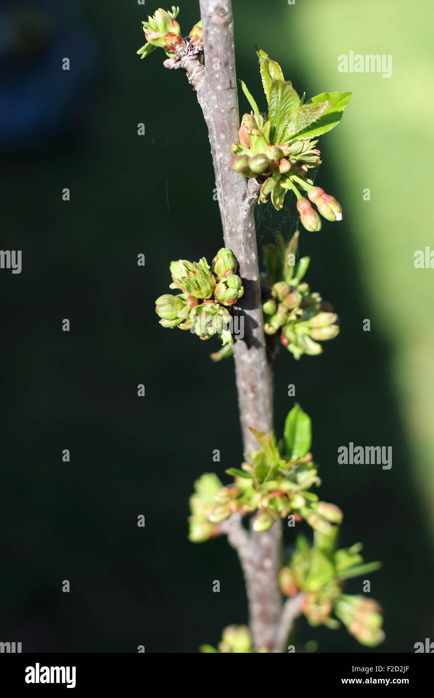 La nouvelle croissance sur Lapins Cherry Tree Banque D'Images