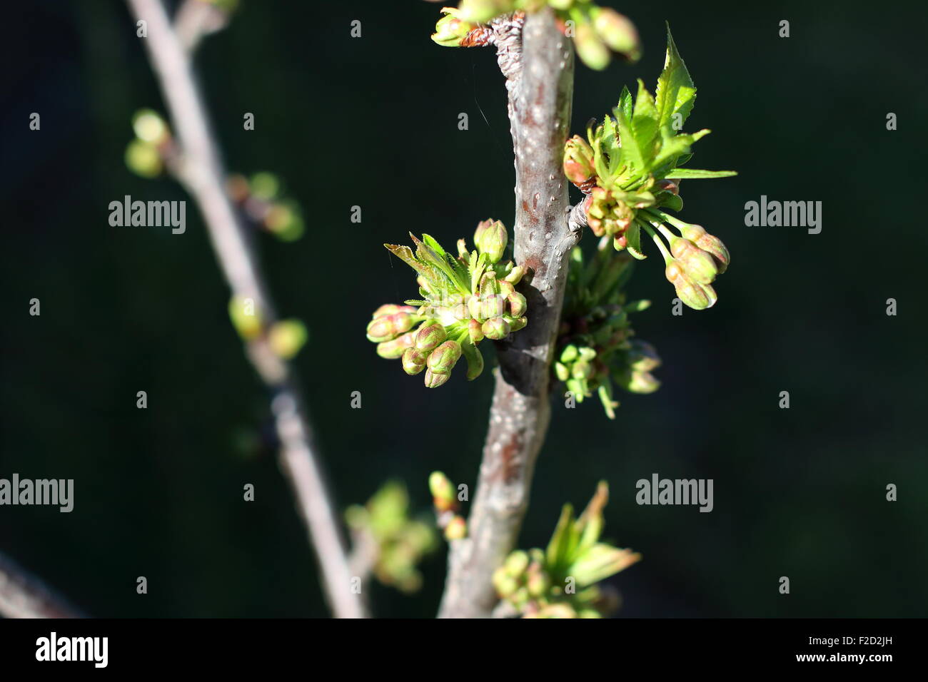 La nouvelle croissance sur Lapins Cherry Tree Banque D'Images