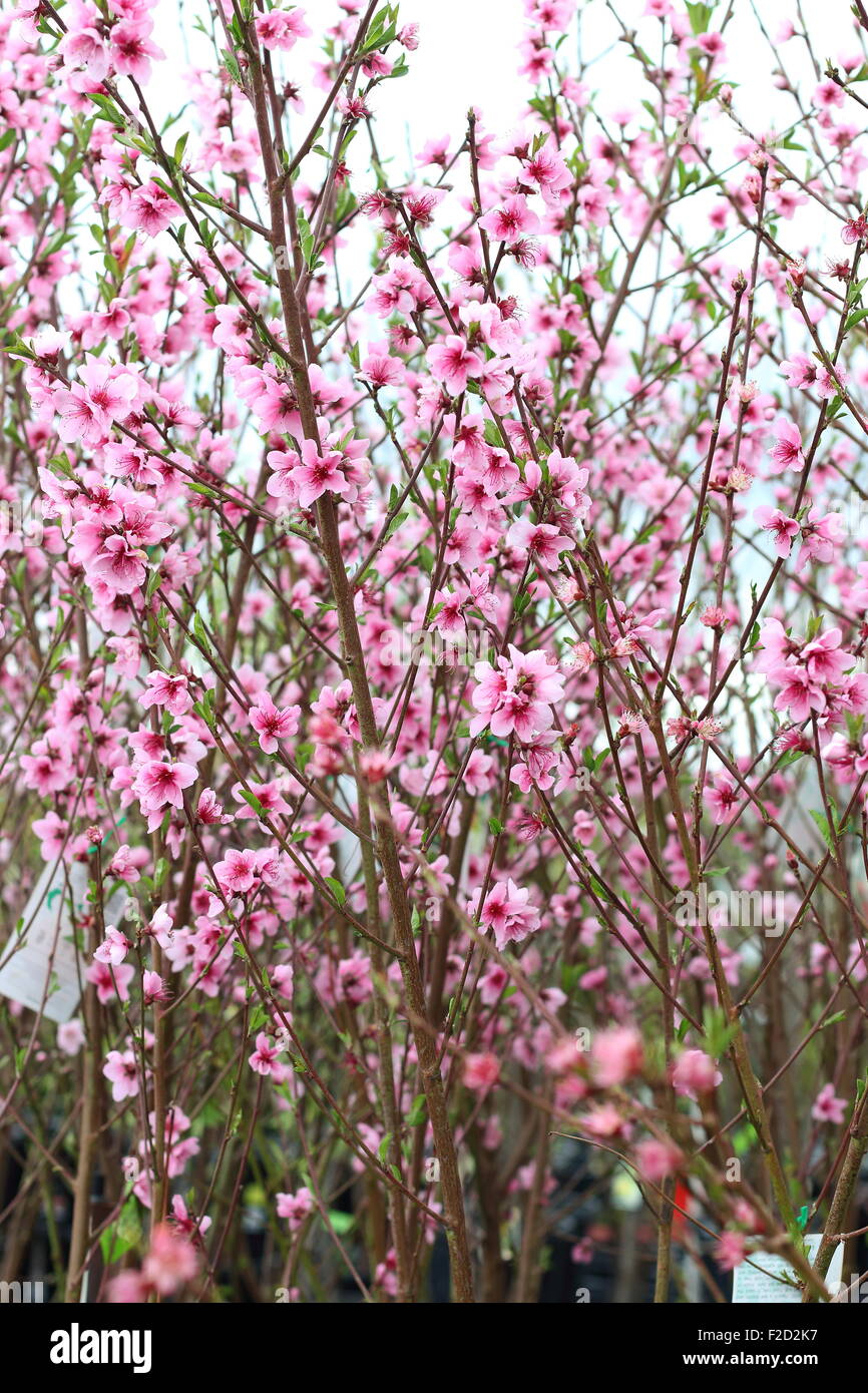 Fleur de la fructification Peach - Prunus persica - Fragar Banque D'Images