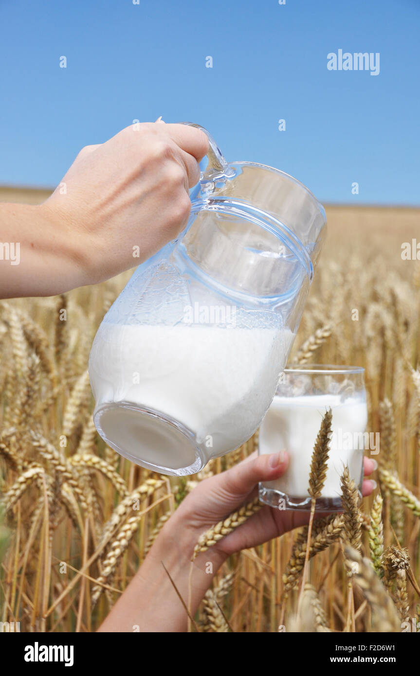 Pichet de lait dans la main sur le champ de blé Banque D'Images