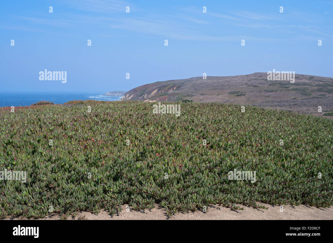 Bodega Bay et tête le long de la côte pacifique de la Californie à Sonoma Coast state park Banque D'Images