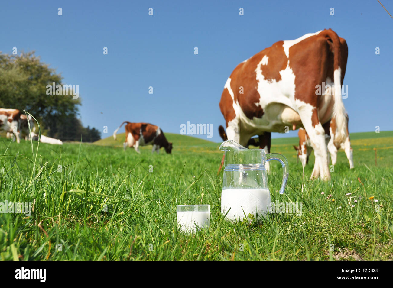 Pot à lait de vache et de. Région de l'Emmental, Suisse Banque D'Images