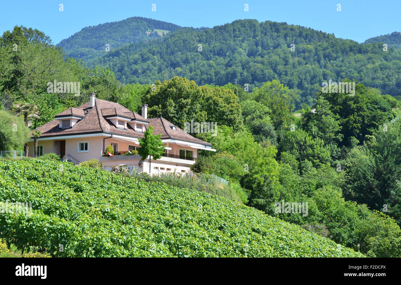Vignobles de Lavaux, Région, Suisse Banque D'Images