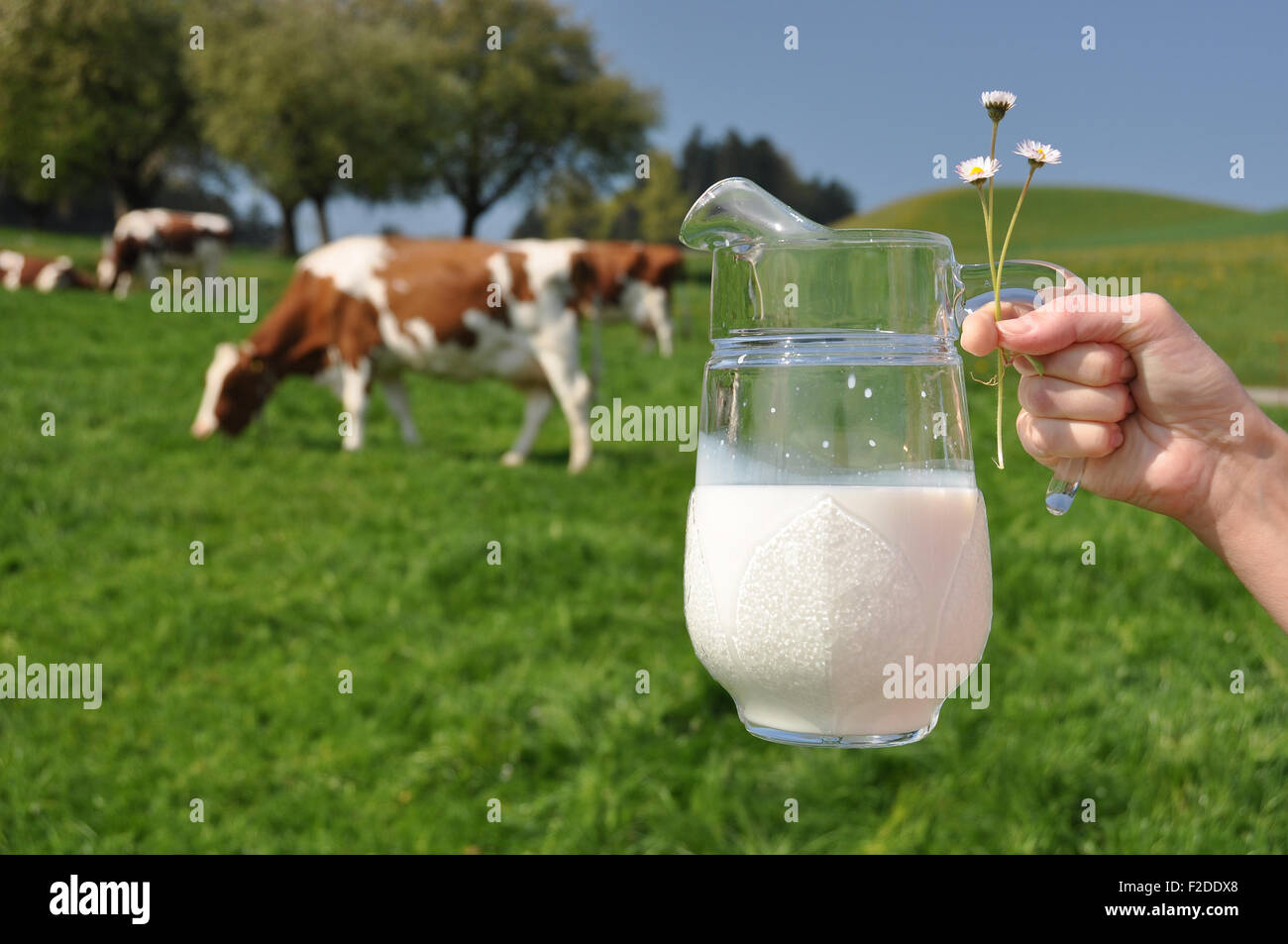 Verre de lait dans la main de troupeau de vaches Banque D'Images