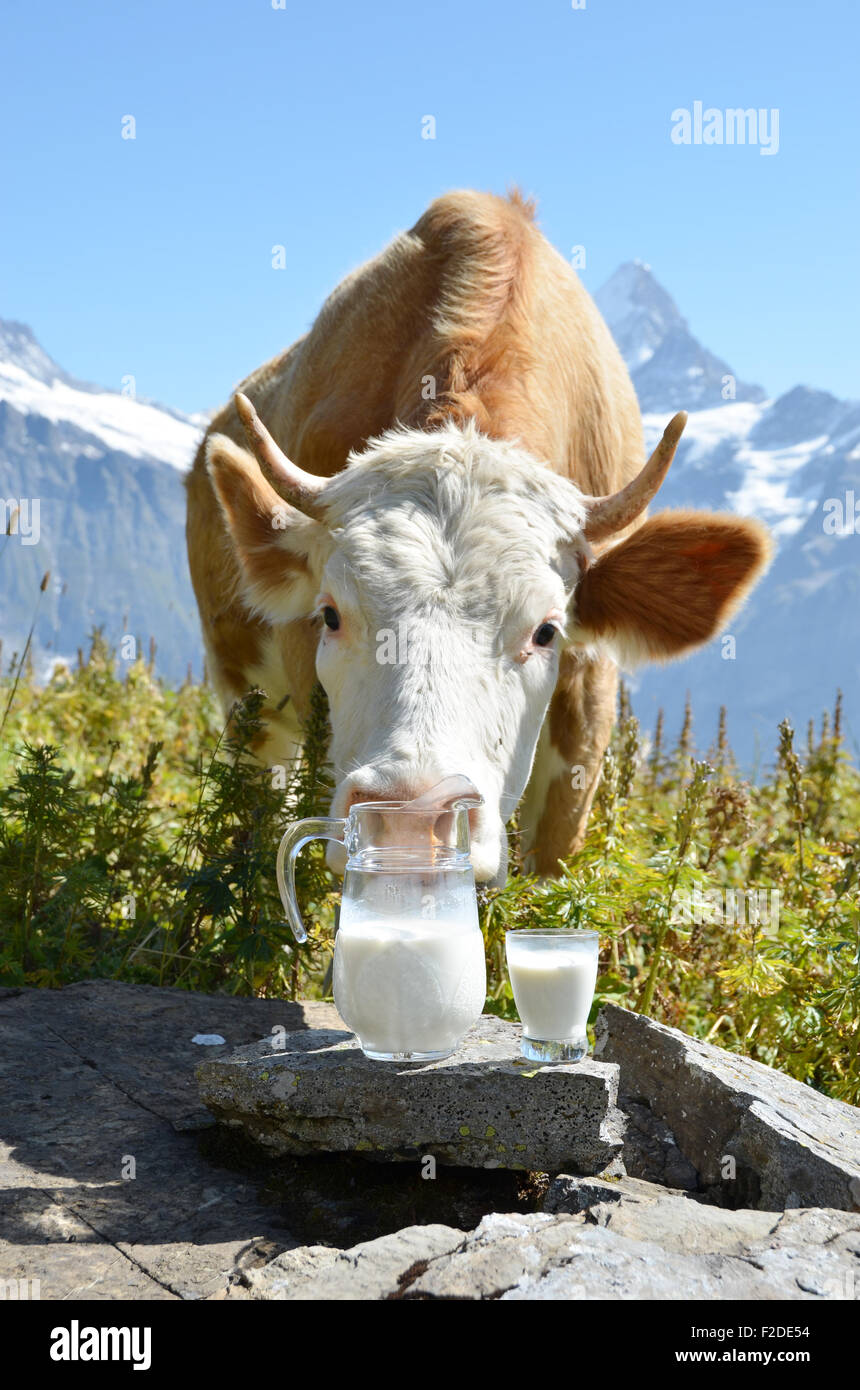 Vache suisse et pichet de lait Banque D'Images