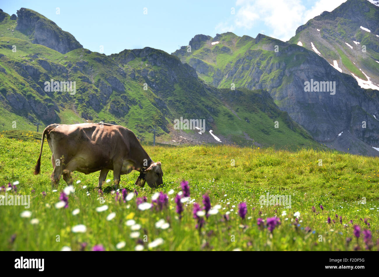 Vache dans un pré alpin. Melchsee-Frutt, Suisse Banque D'Images