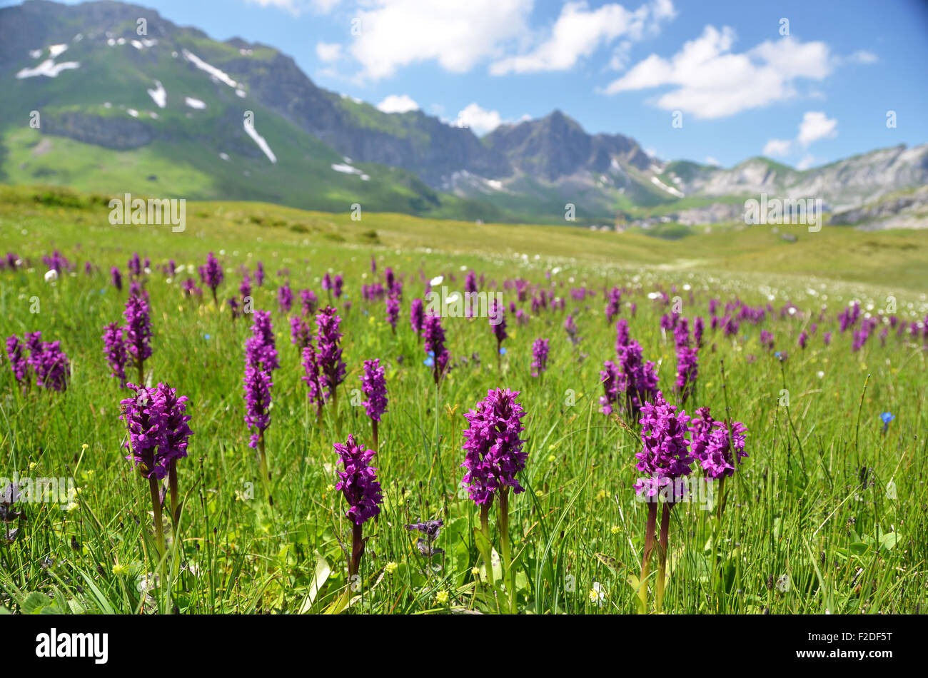 Des orchidées sauvages dans une prairie alpine. Melchsee-Frutt, Suisse Banque D'Images