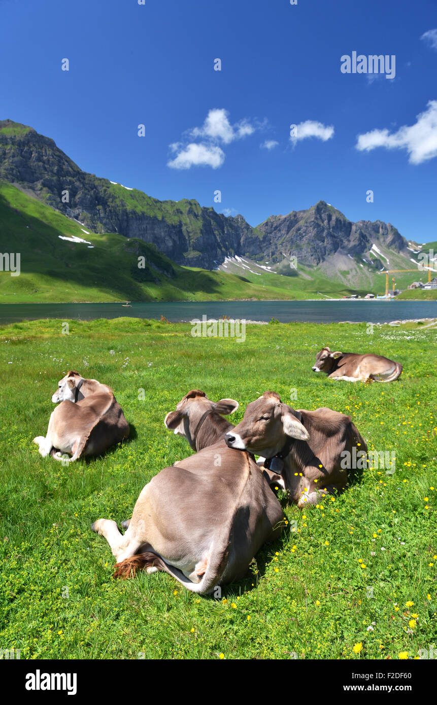 Vaches dans une prairie alpine. Melchsee-Frutt, Suisse Banque D'Images