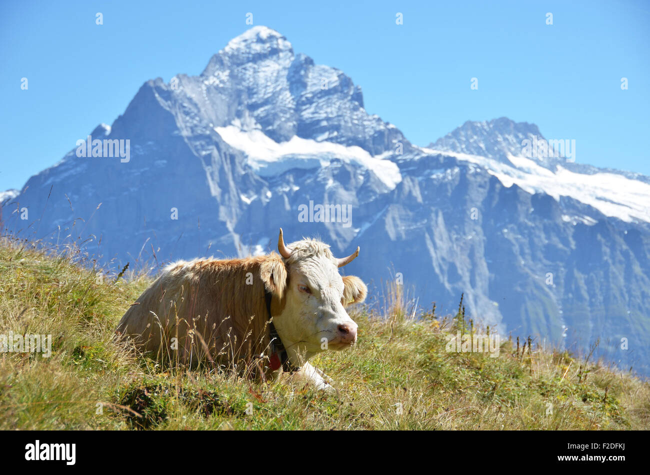 Vache dans un pré alpin. Région de la Jungfrau, en Suisse Banque D'Images