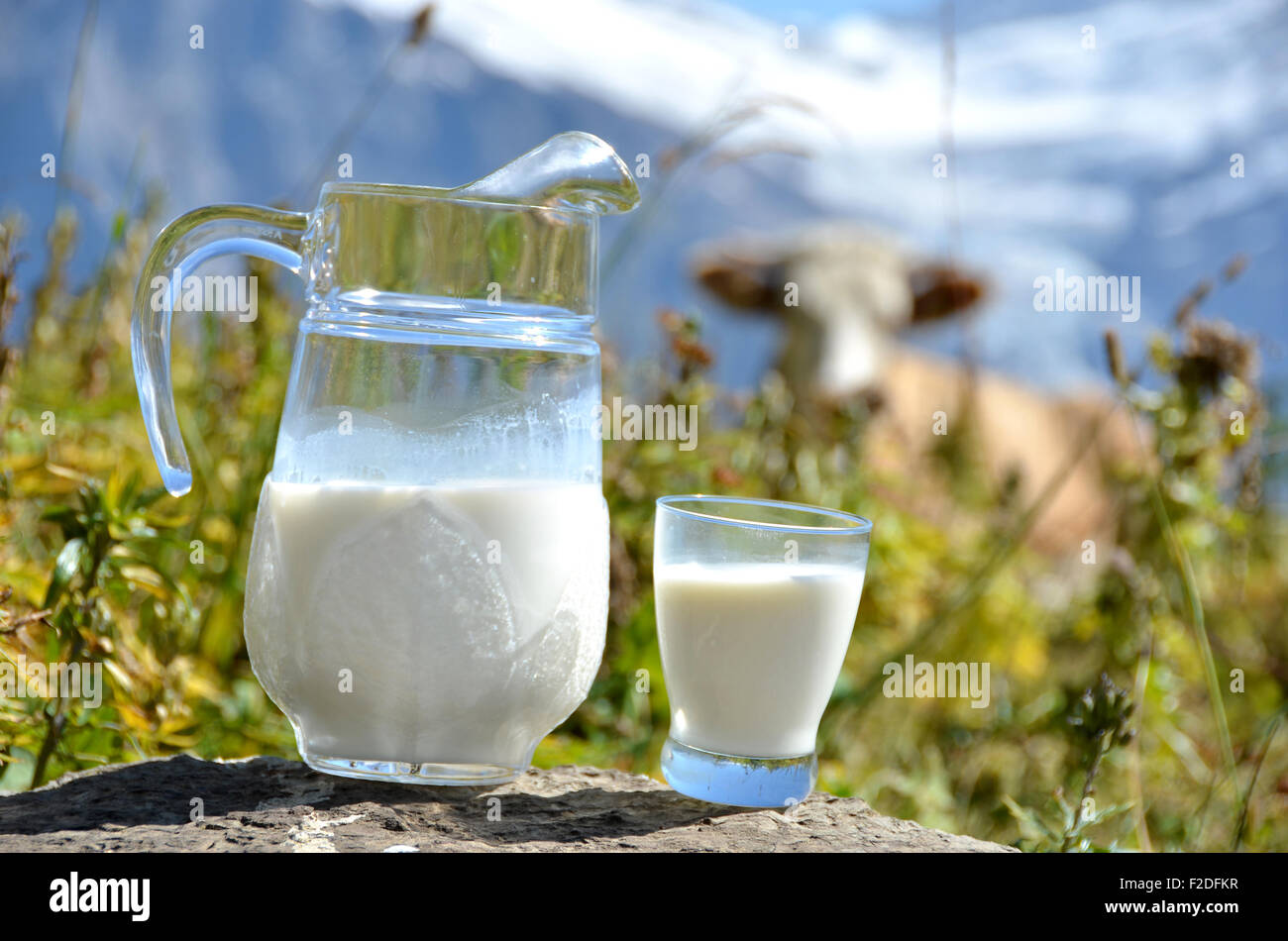 Pichet de lait contre troupeau de vaches. Région de la Jungfrau, en Suisse Banque D'Images