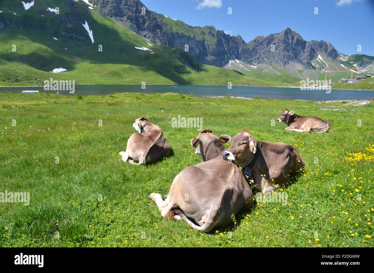 Vaches dans une prairie alpine. Melchsee-Frutt, Suisse Banque D'Images