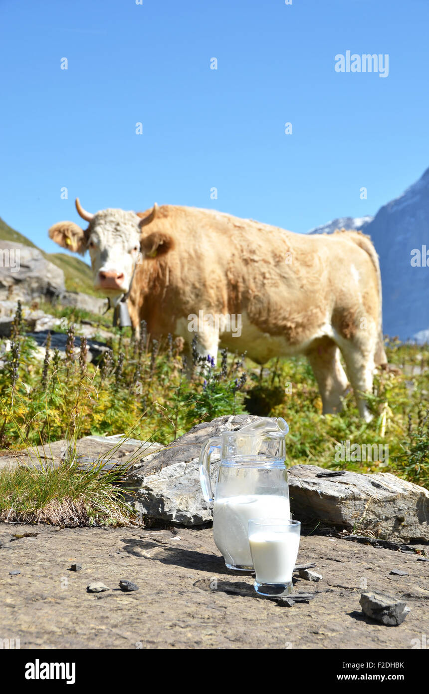 Pichet de lait contre troupeau de vaches. Région de la Jungfrau, en Suisse Banque D'Images