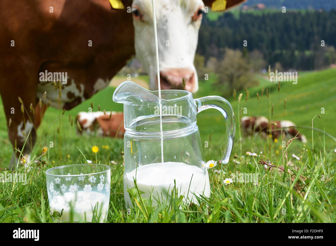 Le lait et les vaches. Région de l'Emmental, Suisse Banque D'Images