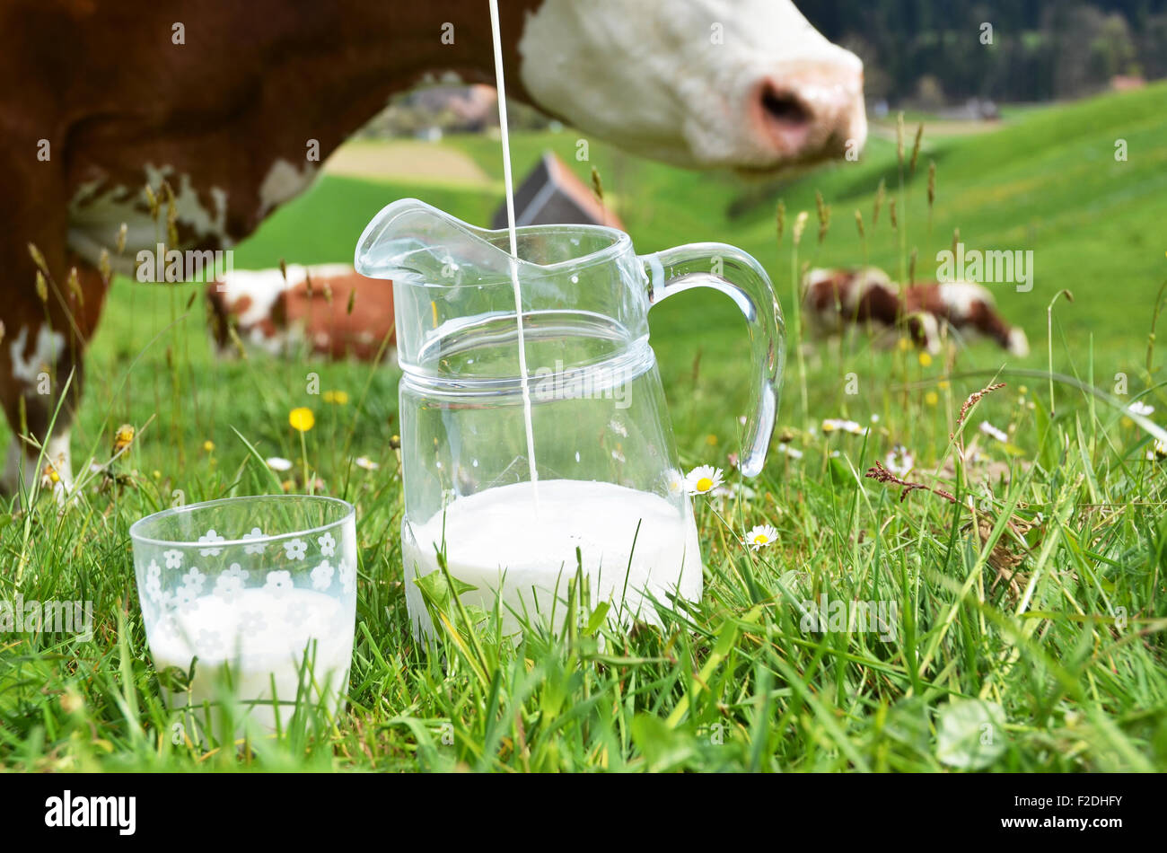 Le lait et les vaches. Région de l'Emmental, Suisse Banque D'Images