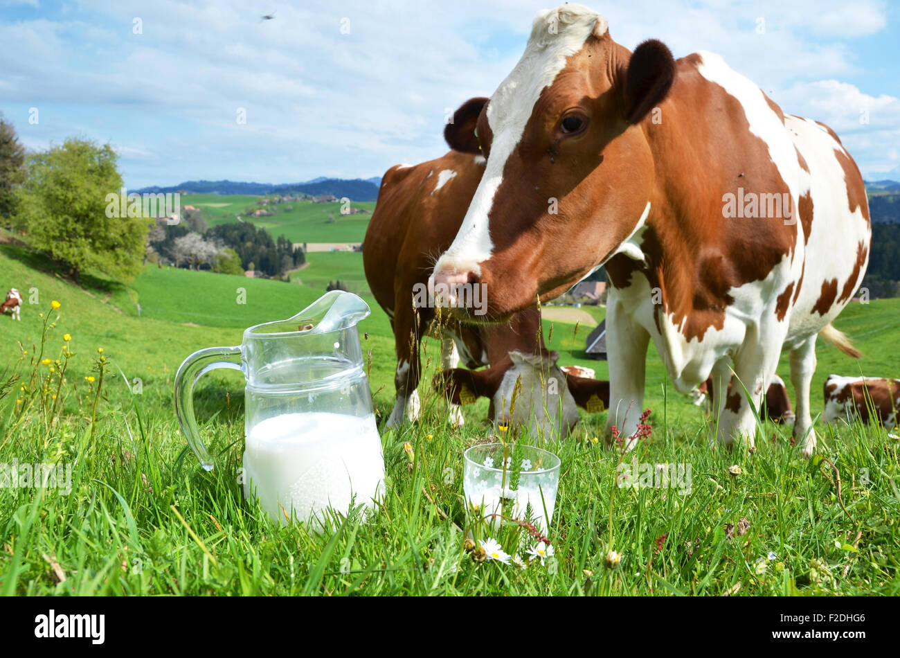 Le lait et les vaches. Région de l'Emmental, Suisse Banque D'Images