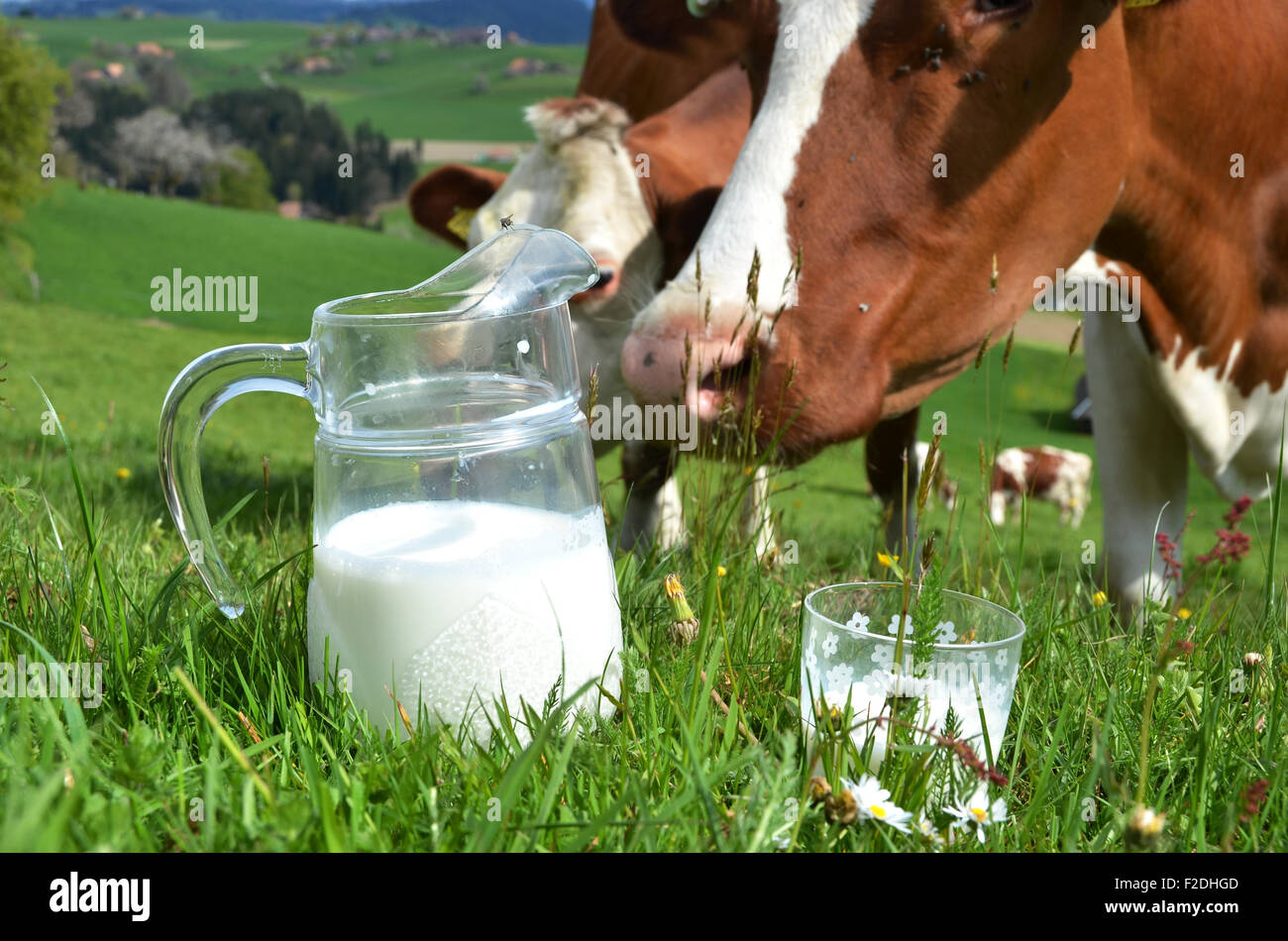 Le lait et les vaches. Région de l'Emmental, Suisse Banque D'Images