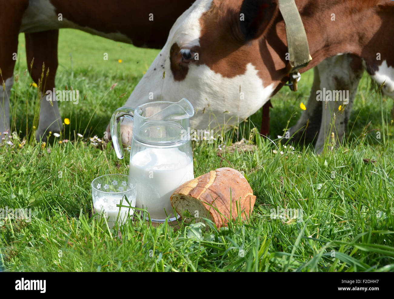 Le lait et les vaches. Région de l'Emmental, Suisse Banque D'Images