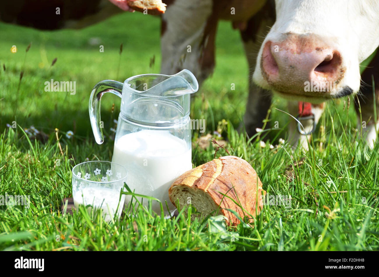 Le lait et les vaches. Région de l'Emmental, Suisse Banque D'Images