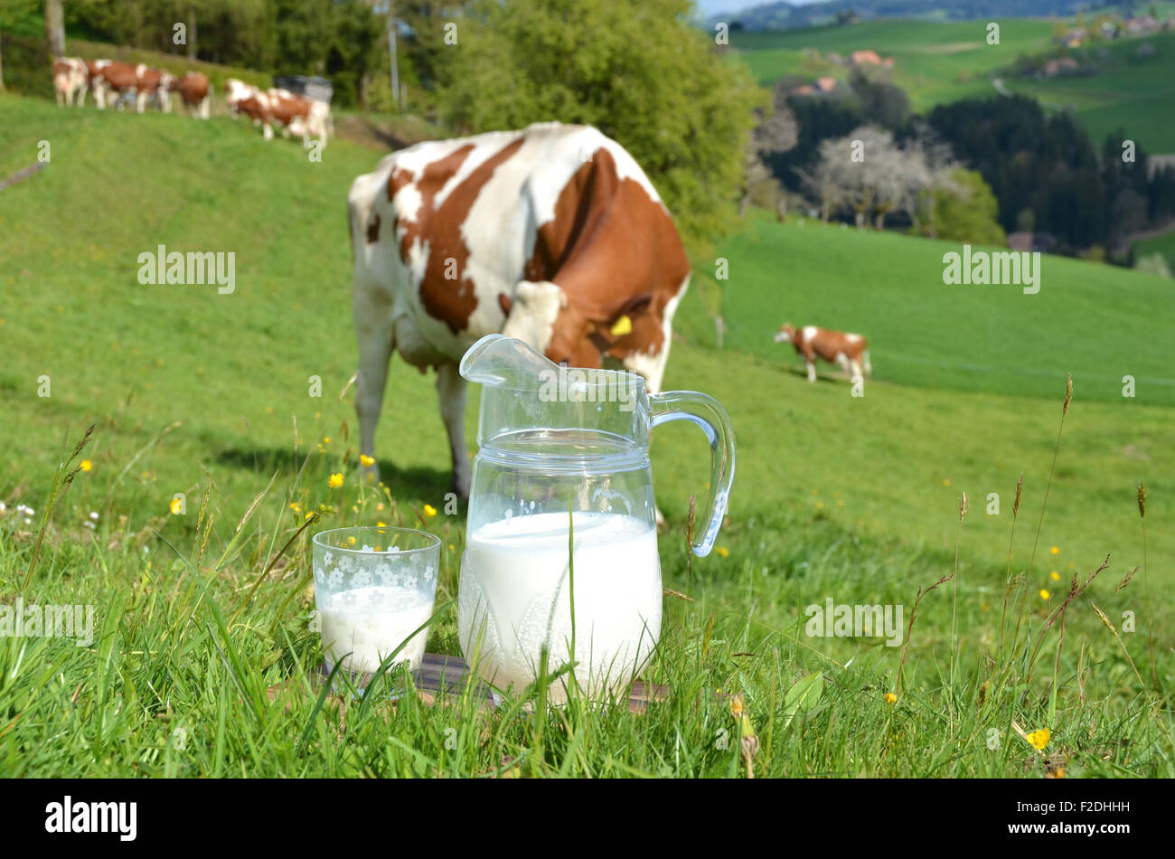 Le lait et les vaches. Région de l'Emmental, Suisse Banque D'Images