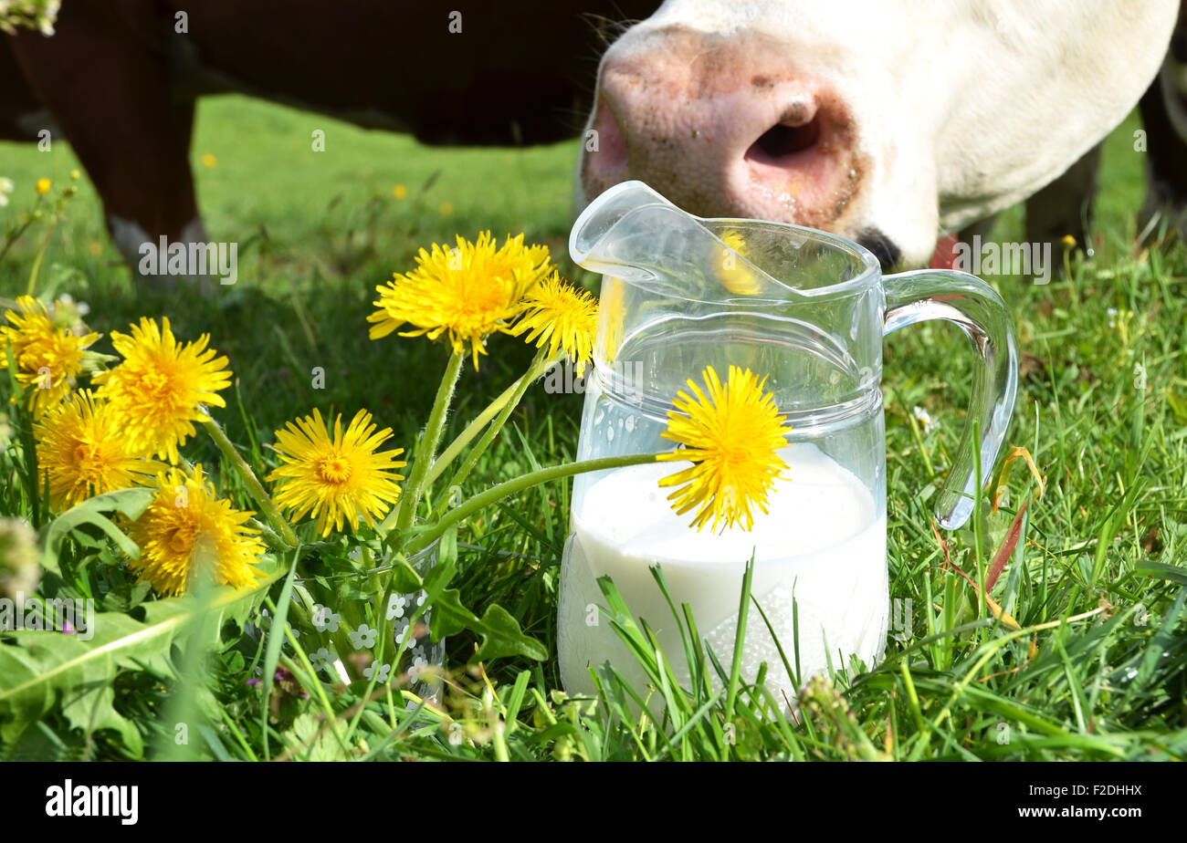 Le lait et les vaches. Région de l'Emmental, Suisse Banque D'Images