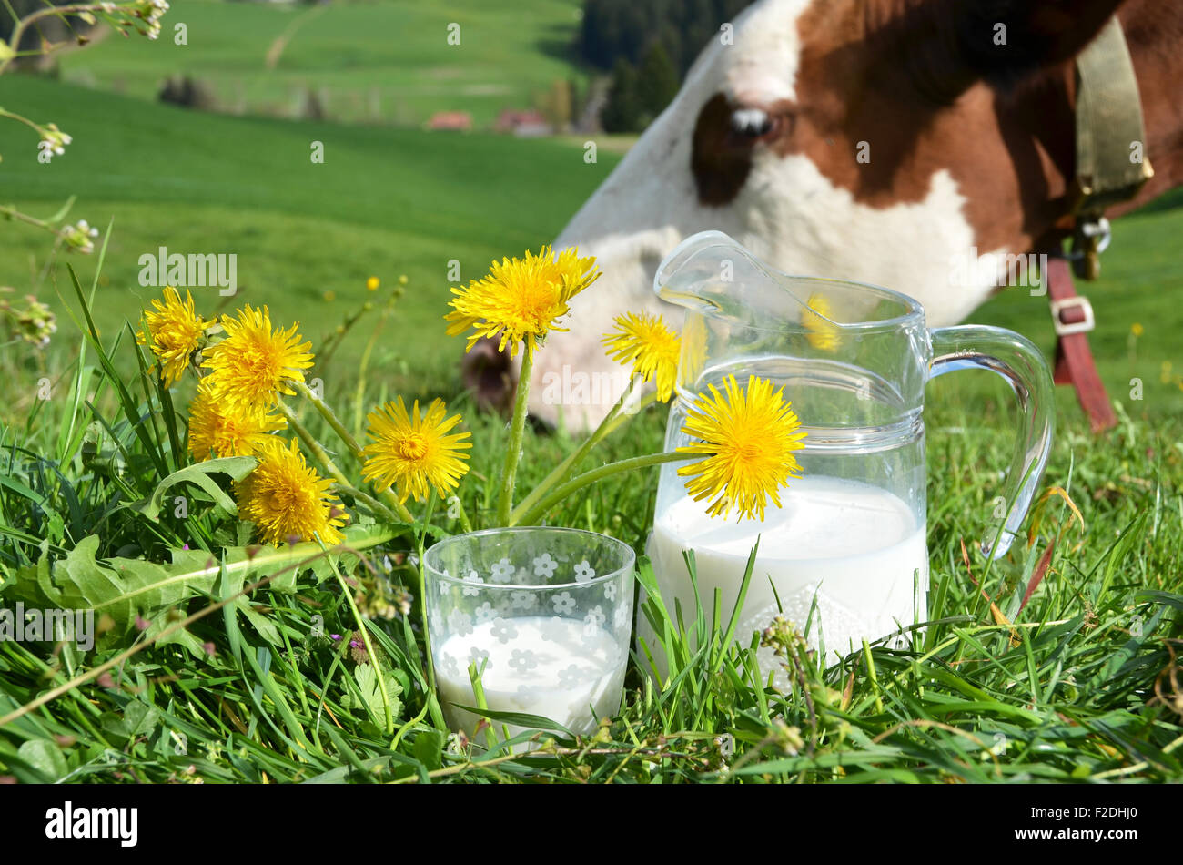 Le lait et les vaches. Région de l'Emmental, Suisse Banque D'Images