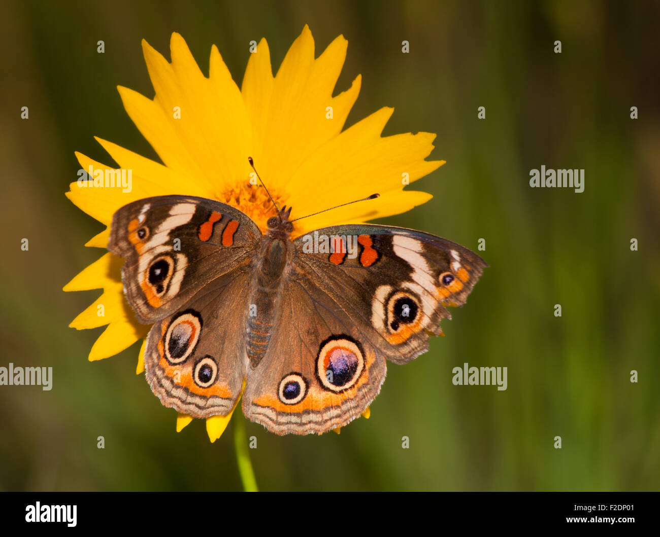 Commun, papillon coloré Buckeye Junonia coenia coreopsis jaune, sur une fleur sur une soirée à la fin du printemps Banque D'Images
