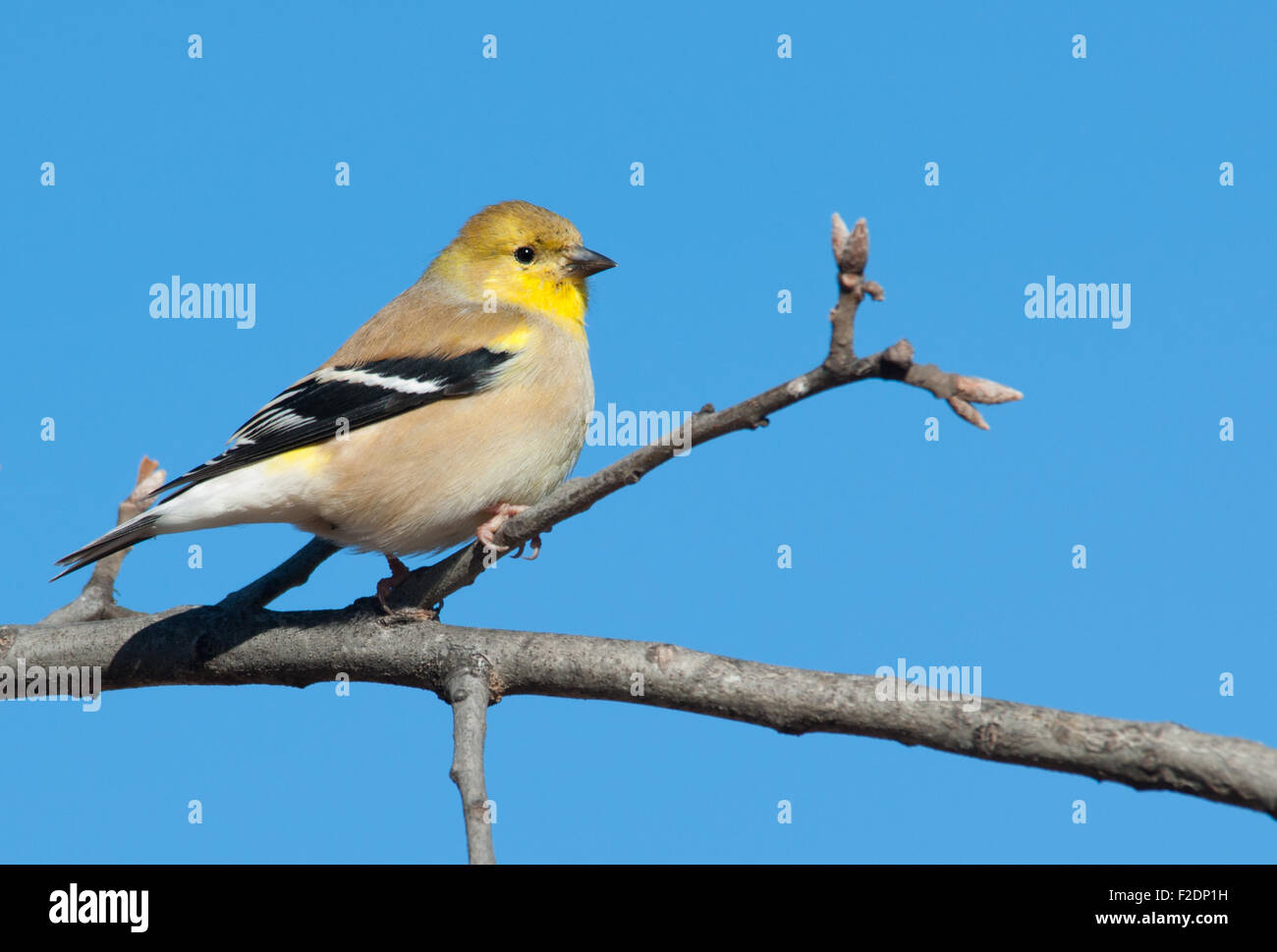 Chardonneret jaune mâle en plumage d'hiver dans un chêne bleu ciel clair contre l'hiver Banque D'Images