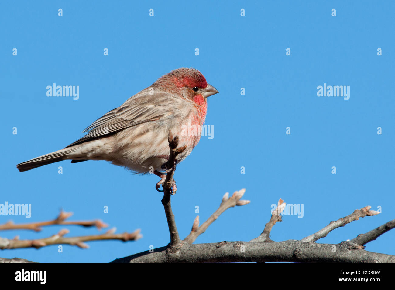 Roselin familier mâle perché dans un arbre contre ciel d'hiver bleu clair Banque D'Images