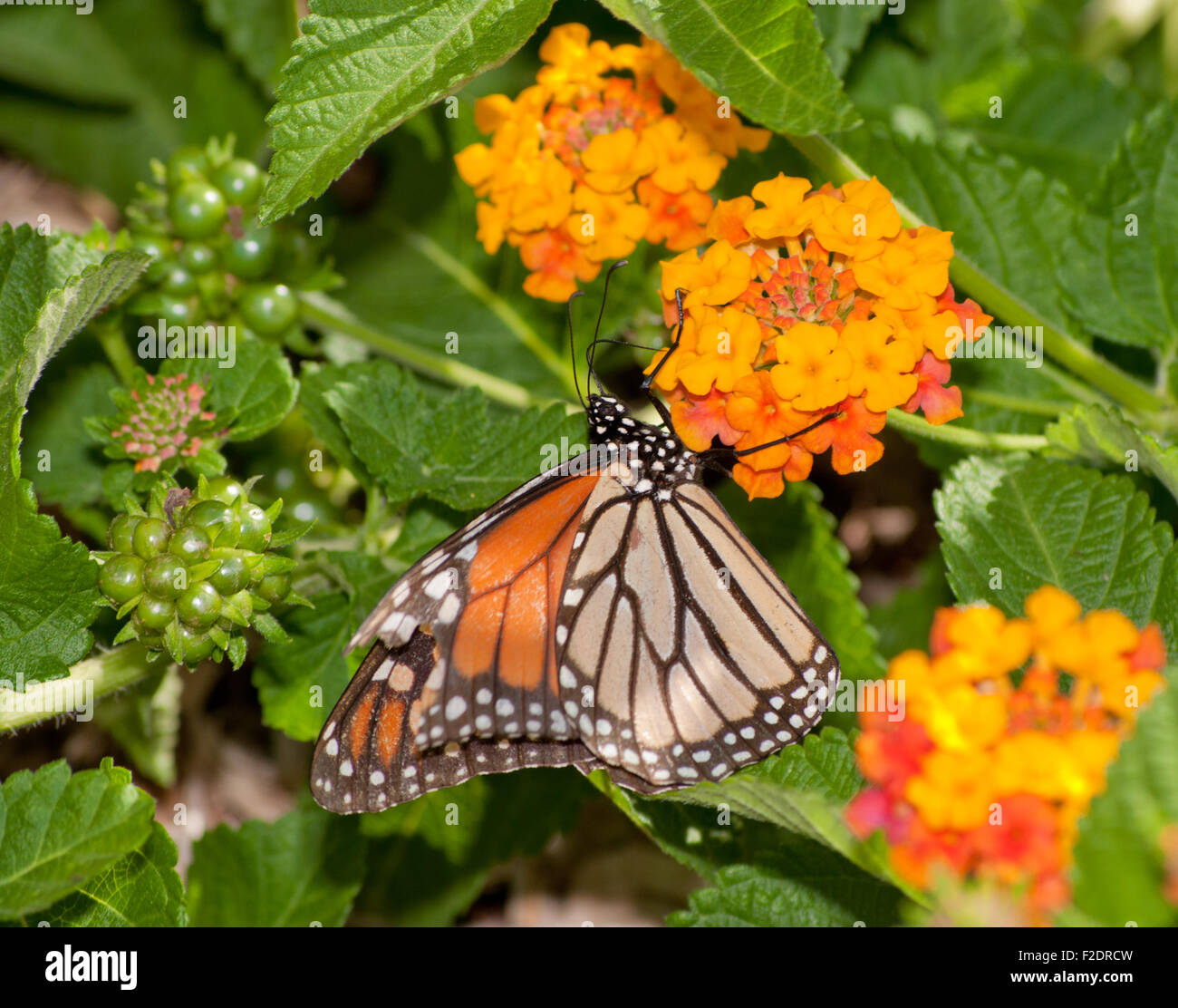 Le monarque se nourrissent d'une grappe de fleurs Lantana Banque D'Images