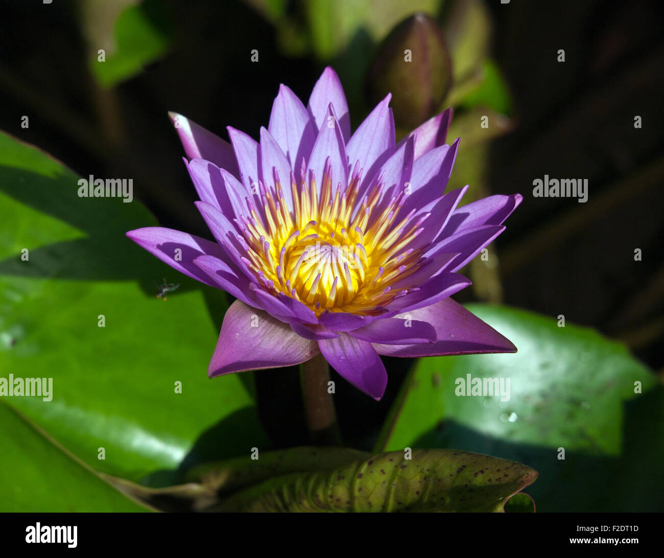 Nil Manel ou nénuphar bleu (Nymphaea stellata, bien qu'il a été récemment rebaptisée comme Nymphaea nouchali) Banque D'Images