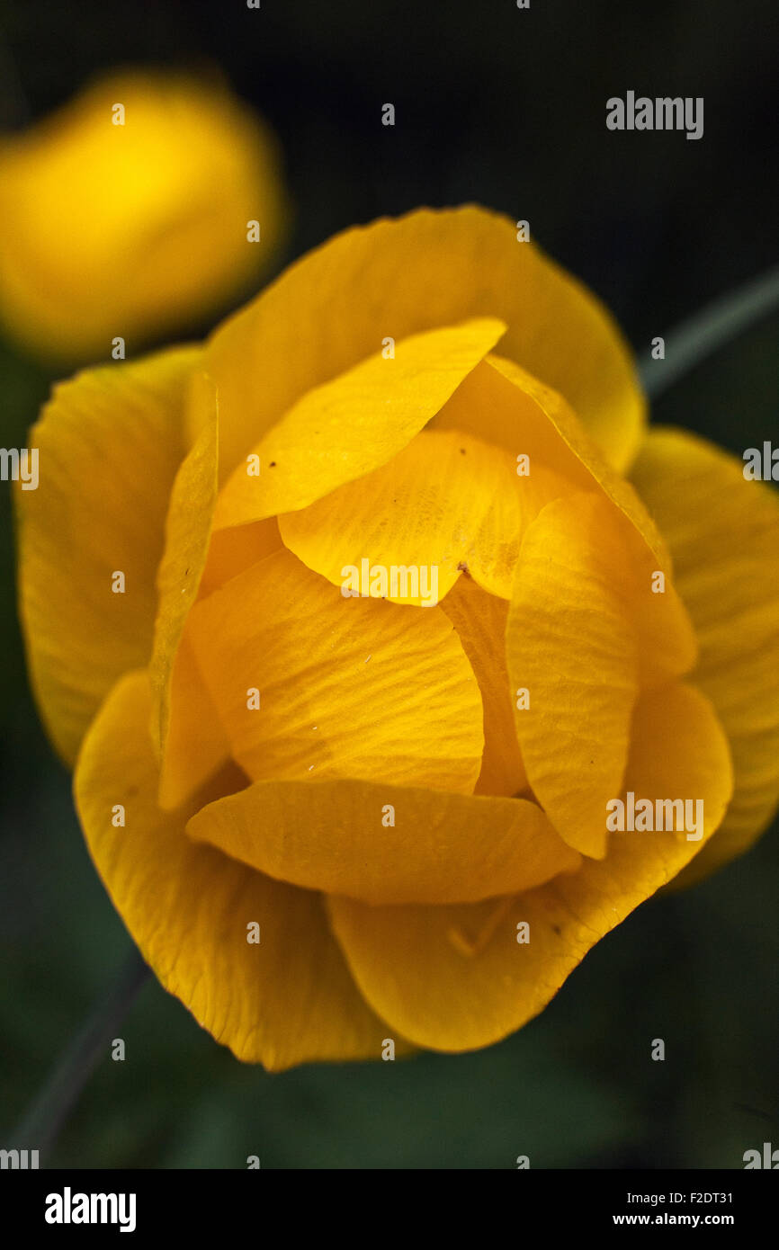 Le Globe-fleur, Trollius europaeus, dans libre Banque D'Images