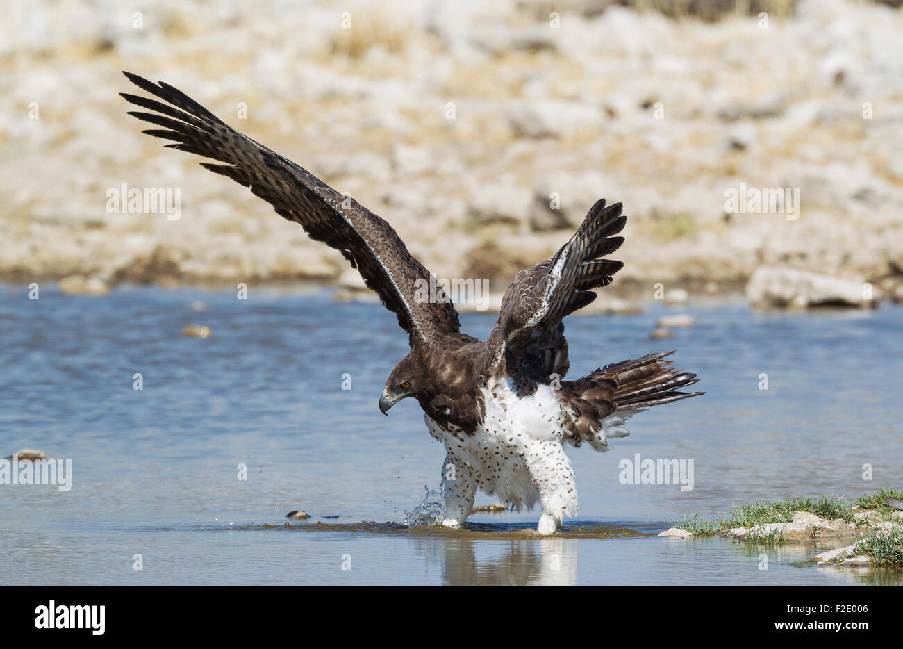 (Polemaetus bellicosus Martial Eagle), avec les proies en vue, à un étang, Etosha National Park, Namibie Banque D'Images