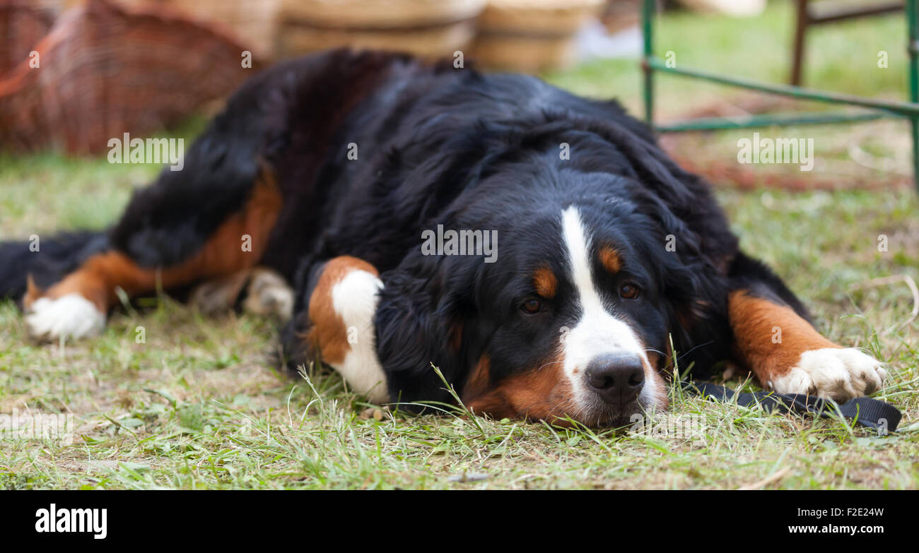 Portrait de bernois couché sur l'herbe. Banque D'Images