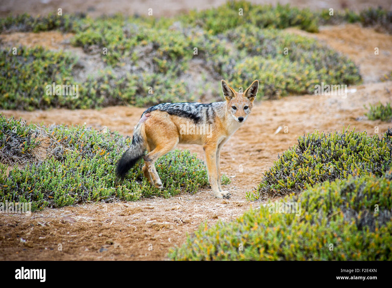 Soutenu noir jackal (Canis lupus) à l'état sauvage au Cape Cross, Namibie, Afrique Banque D'Images