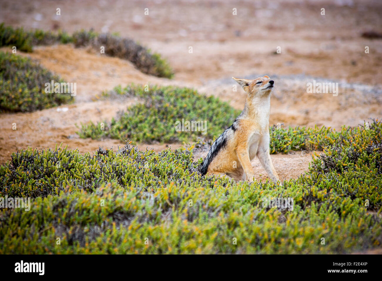 Soutenu noir jackal (Canis lupus) à l'état sauvage au Cape Cross, Namibie, Afrique Banque D'Images