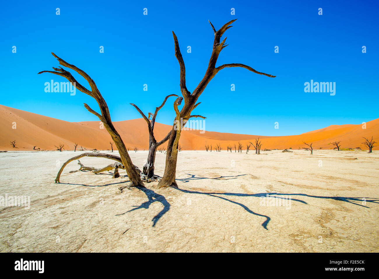 Namibie Sossusvlei - Dead vlei pan et son célèbre camel thorn arbres Banque D'Images